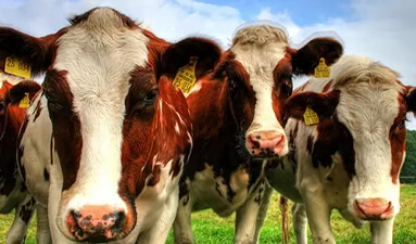 Otlayan inek sürüsü