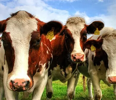 Otlayan inek sürüsü