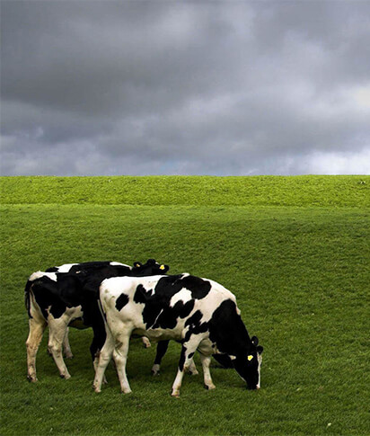 Yeşil otların üzerinde otlayan bir inek