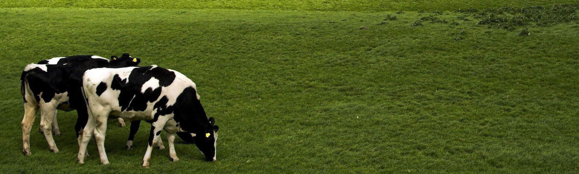 Yeşil otların üzerinde otlayan bir inek