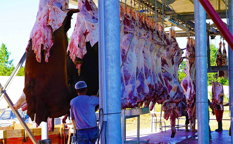 Kesilen ineğin derisini hijyenik koşullarda yüzen çalışan