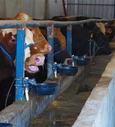 Ahırda su içen inekleri gösteren kare