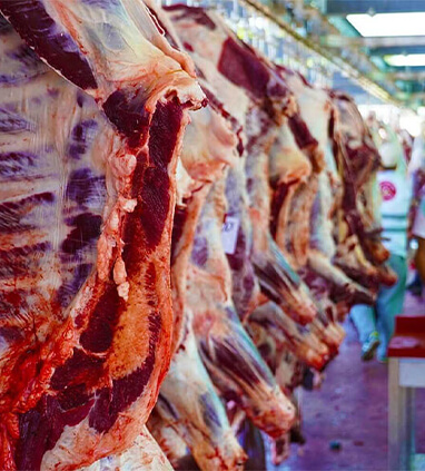 Asılı vaziyette karkas inek eti